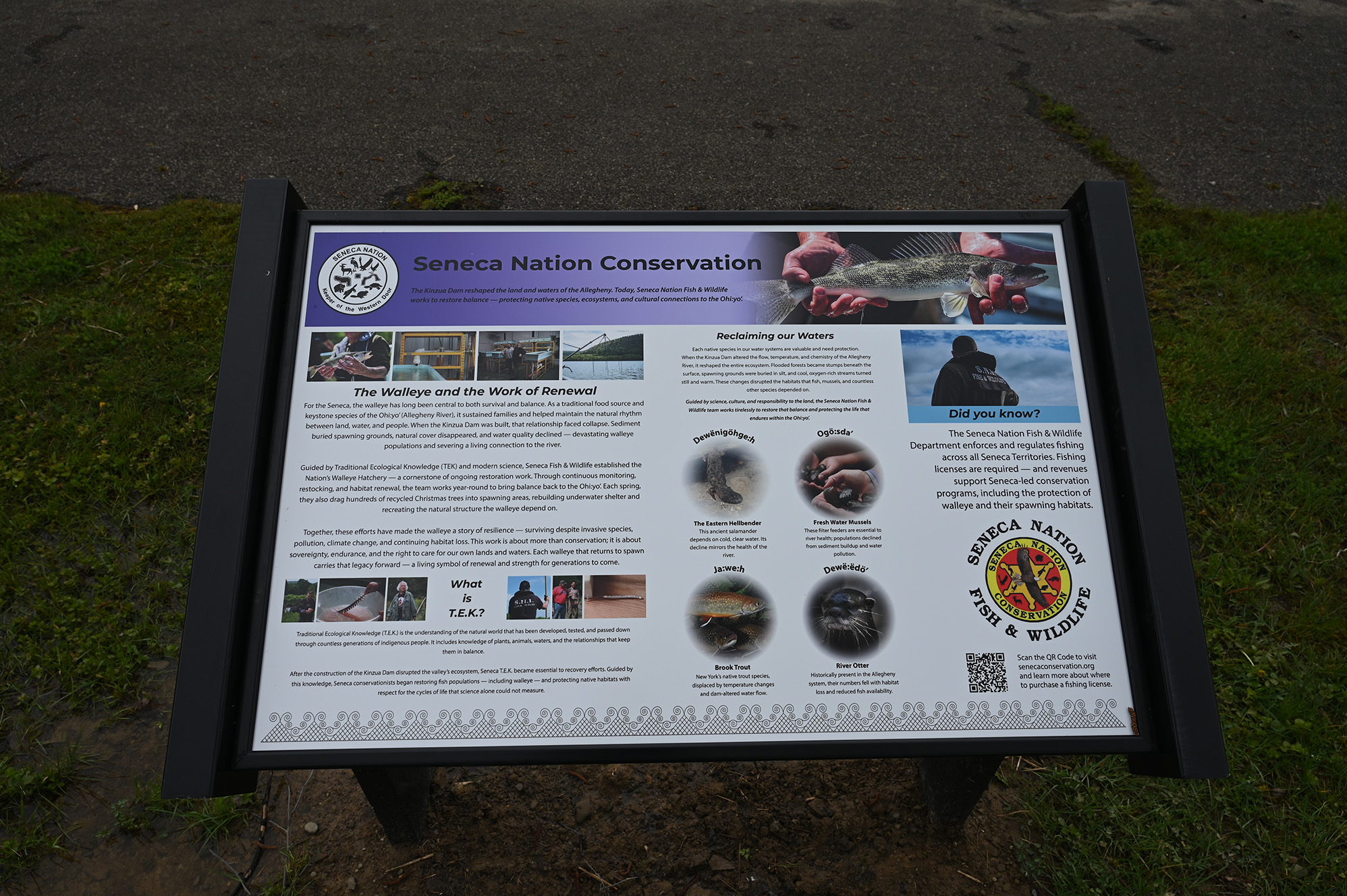 Educational Kiosk about Seneca Nation Conservation and the effort to restore balance for the Walleye and the work of renewal