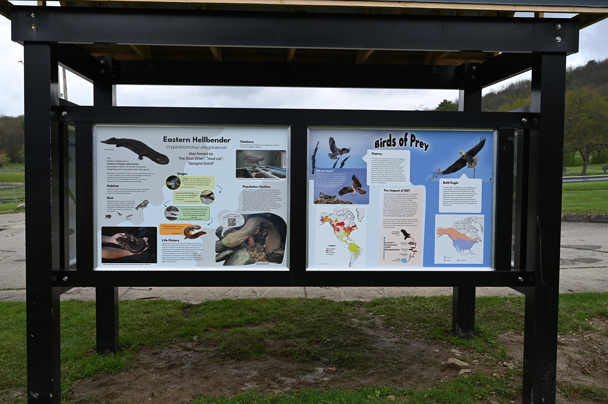 Panels on the back of Educational Kiosk with information about Hellbender salamander and Predatory birds of the Allegheny Reservoir