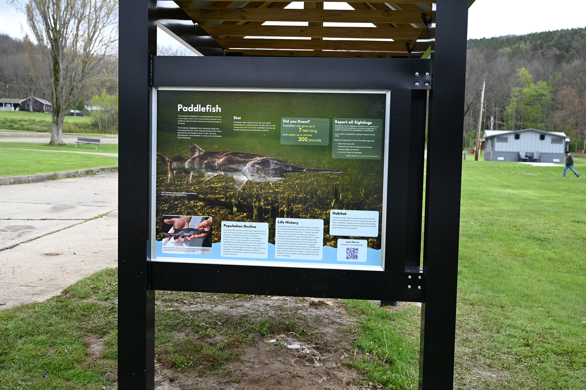 Panel on Educational Kiosk about Paddlefish