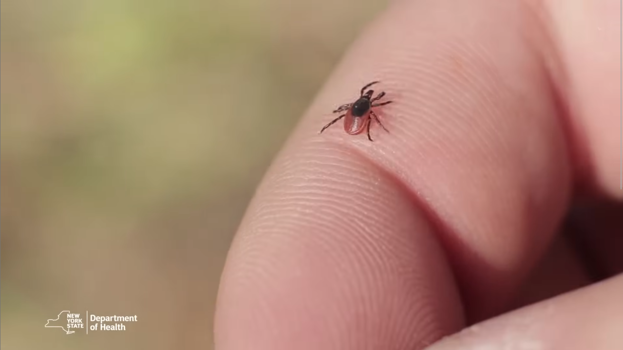Tick crawling on a finger