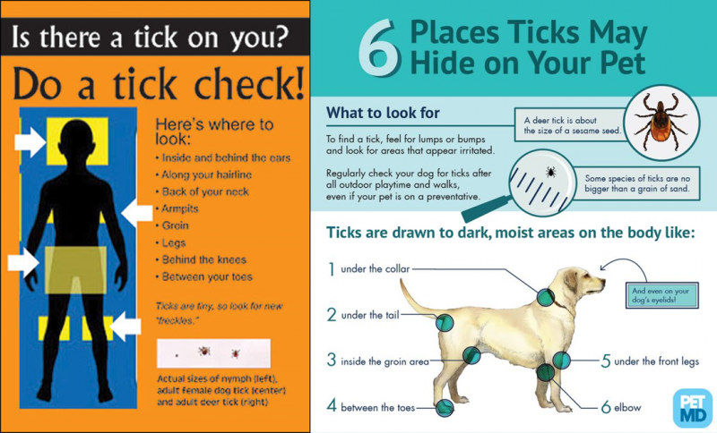 Daily Tick Check Ad